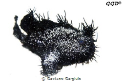 Black-scatter-anglerfish take III easy to create these im... by Gaetano Gargiulo 